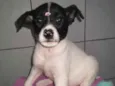 Bebês