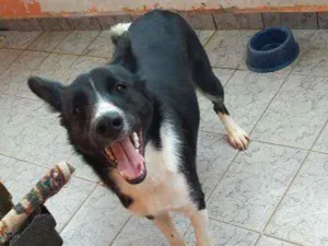 Cachorro raça Mestiço Border Coller idade 7 a 11 meses nome Thor
