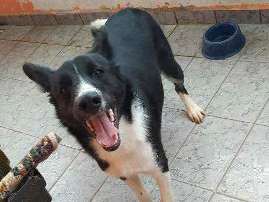 Cachorro ra a Mestiço Border Coller idade 7 a 11 meses nome Thor