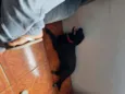 Pantera