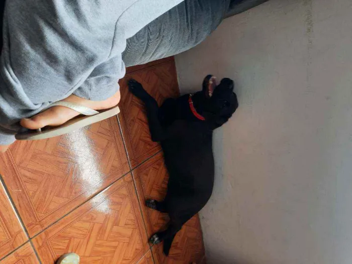 Cachorro ra a Labrador idade 7 a 11 meses nome Pantera