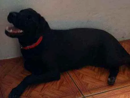 Cachorro ra a Labrador idade 7 a 11 meses nome Pantera
