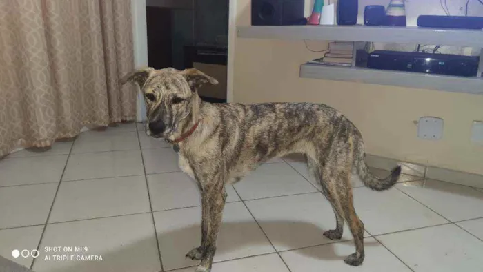 Cachorro raça Vira lata idade 2 anos nome Ana clara
