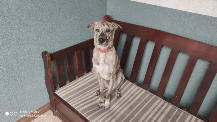Cachorro raça Vira lata idade 2 anos nome Ana clara