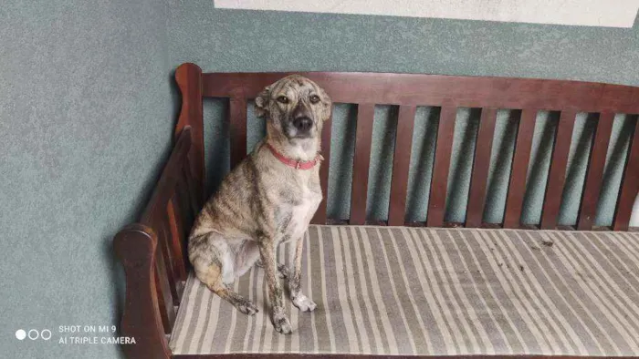 Cachorro raça Vira lata idade 2 anos nome Ana clara