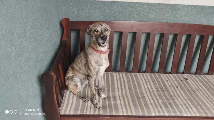 Cachorro raça Vira lata idade 2 anos nome Ana clara