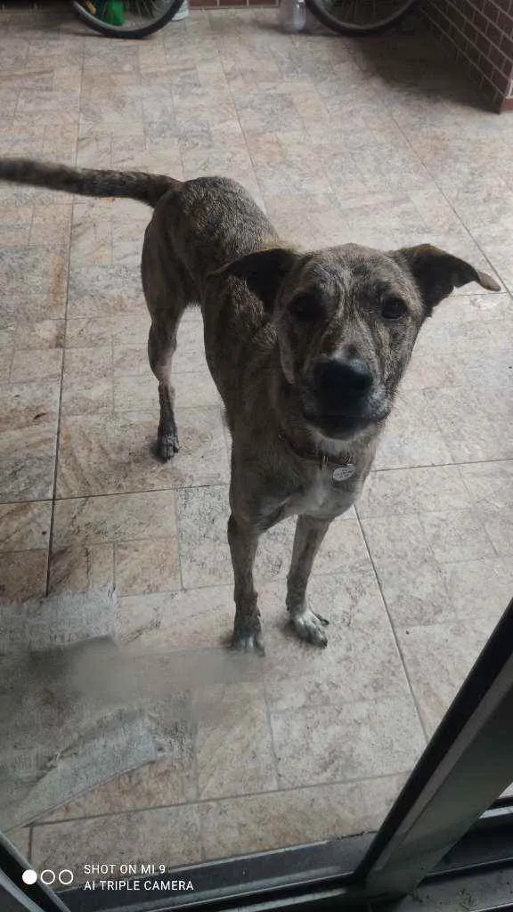 Cachorro raça Vira lata idade 2 anos nome Ana clara