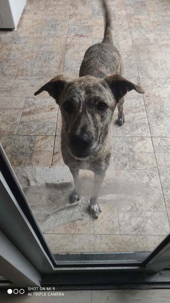 Cachorro raça Vira lata idade 2 anos nome Ana clara