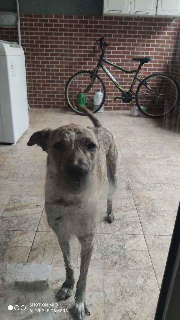 Cachorro raça Vira lata idade 2 anos nome Ana clara