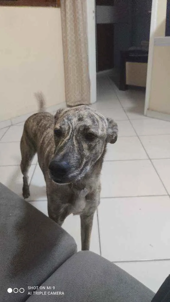 Cachorro raça Vira lata idade 2 anos nome Ana clara