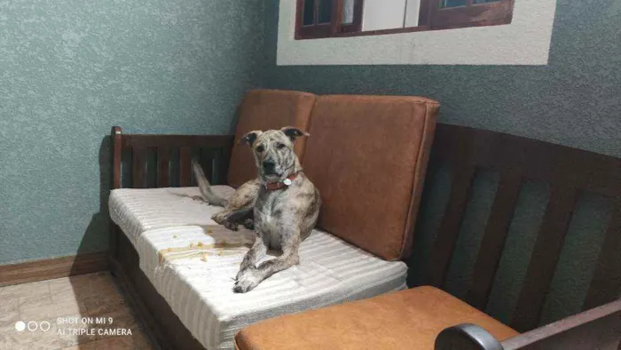 Cachorro raça Vira lata idade 2 anos nome Ana clara