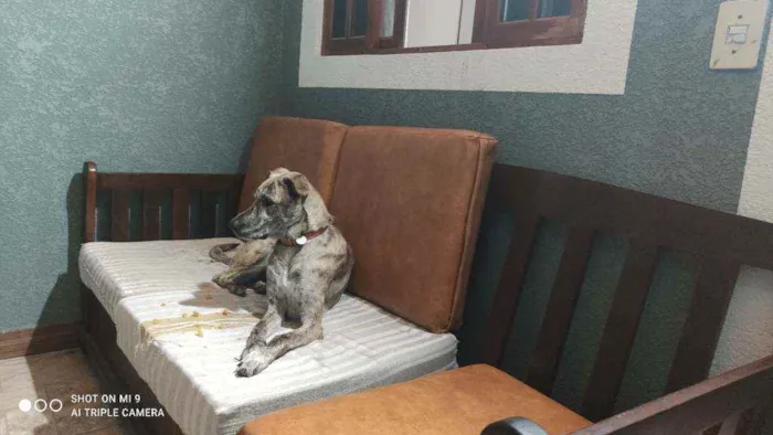 Cachorro raça Vira lata idade 2 anos nome Ana clara