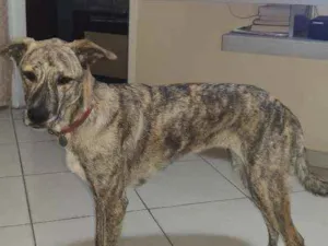 Cachorro raça Vira lata idade 2 anos nome Ana clara