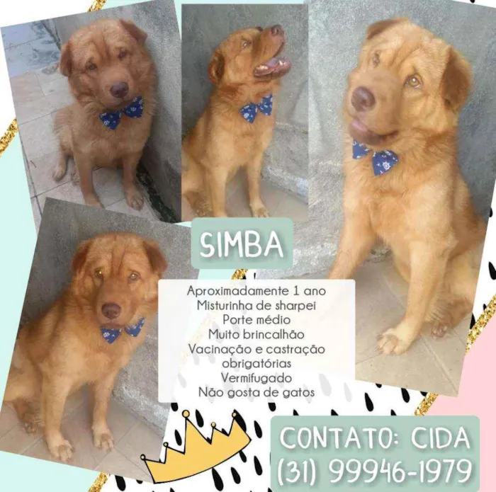 Cachorro ra a Mix de Sharpei. SRD idade 1 ano nome Simba