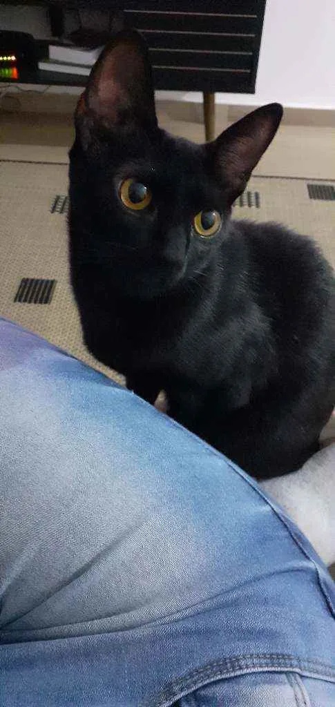 Gato ra a SRD idade 7 a 11 meses nome -