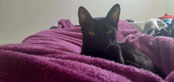 Gato ra a SRD idade 7 a 11 meses nome -