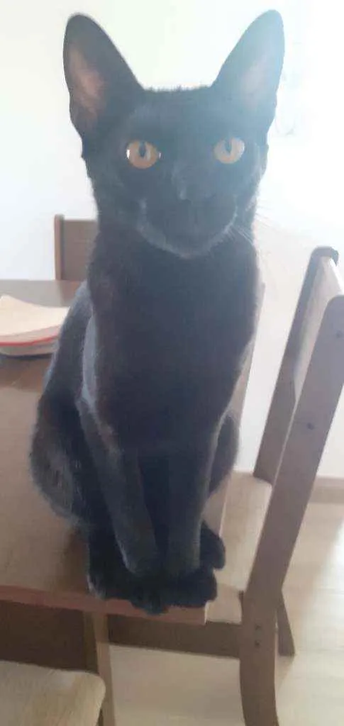 Gato ra a SRD idade 7 a 11 meses nome -