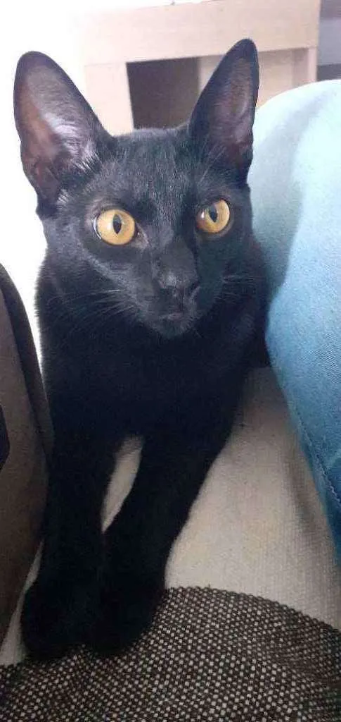 Gato ra a SRD idade 7 a 11 meses nome -