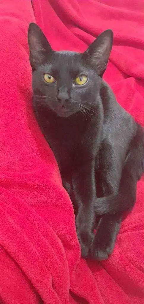 Gato ra a SRD idade 7 a 11 meses nome -