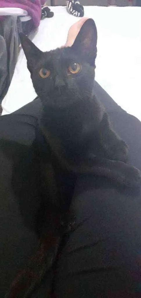 Gato ra a SRD idade 7 a 11 meses nome -