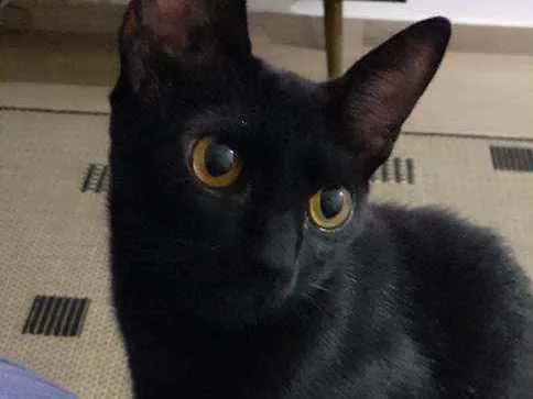 Gato ra a SRD idade 7 a 11 meses nome -