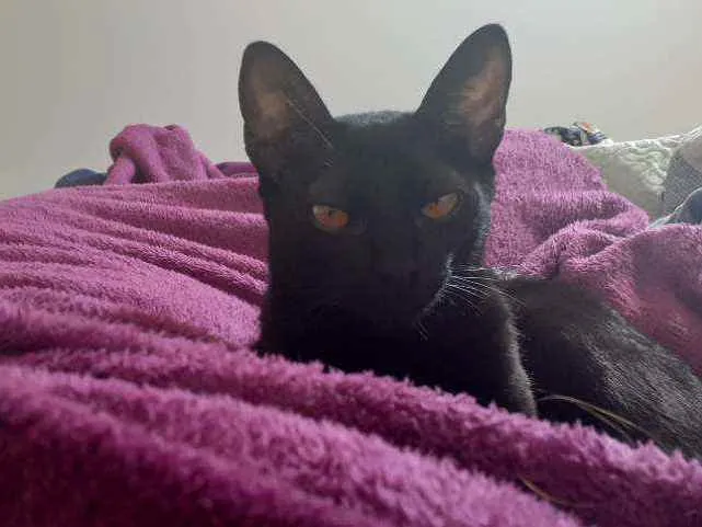 Gato ra a SRD idade 7 a 11 meses nome -