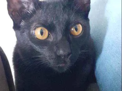 Gato ra a SRD idade 7 a 11 meses nome -