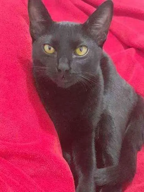 Gato ra a SRD idade 7 a 11 meses nome -