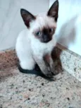 Gato raça Srd idade 2 a 6 meses nome Lingling bb linda 