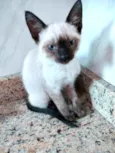 Gato raça Srd idade 2 a 6 meses nome Lingling bb linda 