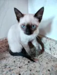 Gato raça Srd idade 2 a 6 meses nome Lingling bb linda 