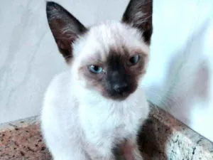 Gato raça Srd idade 2 a 6 meses nome Lingling bb linda 