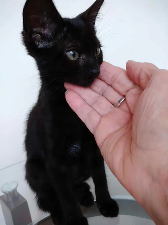 Gato ra a Srd  idade 2 a 6 meses nome Luna  bebê linda