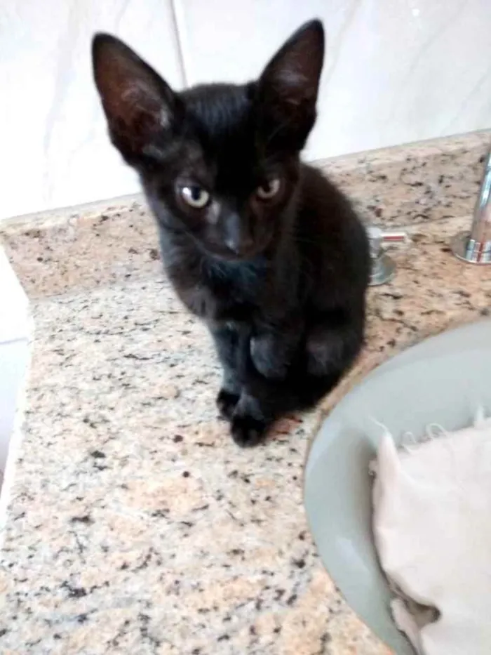 Gato ra a Srd  idade 2 a 6 meses nome Luna  bebê linda