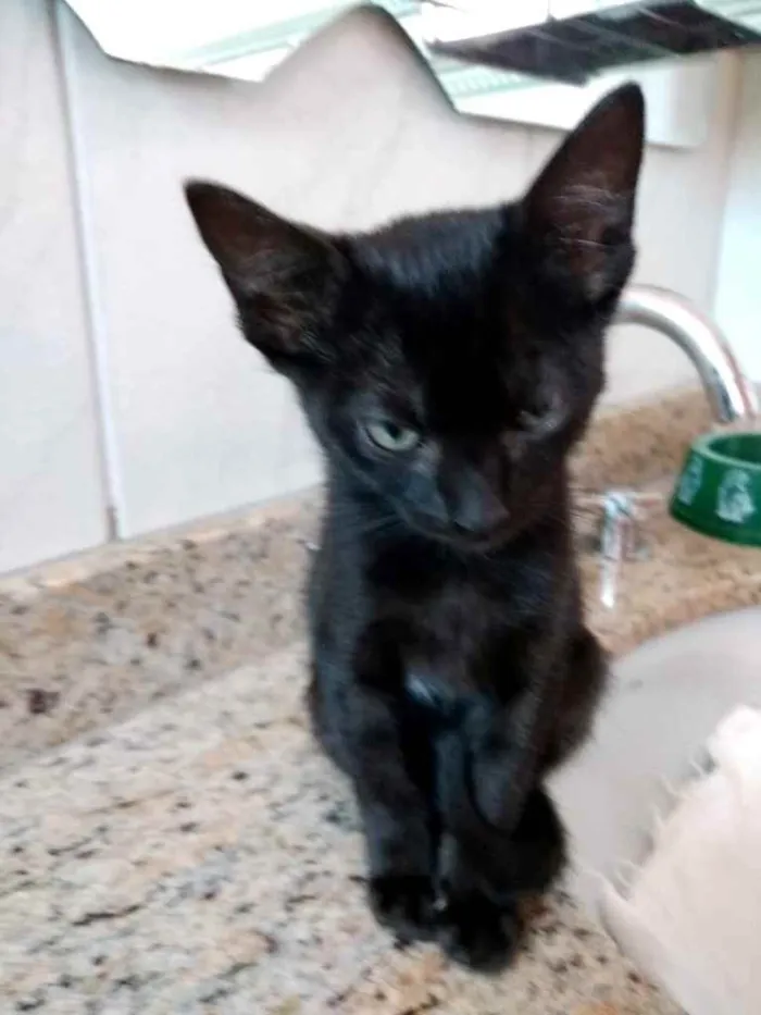 Gato ra a Srd  idade 2 a 6 meses nome Luna  bebê linda