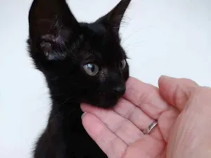 Gato raça Srd  idade 2 a 6 meses nome Luna  bebê linda 