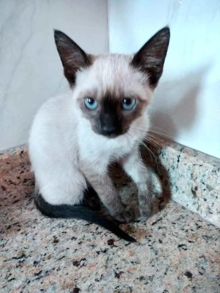 Gato ra a Srd  idade 2 a 6 meses nome Luna  bebê linda