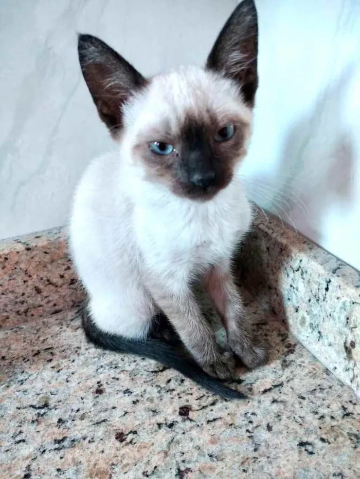 Gato ra a Srd  idade 2 a 6 meses nome Luna  bebê linda