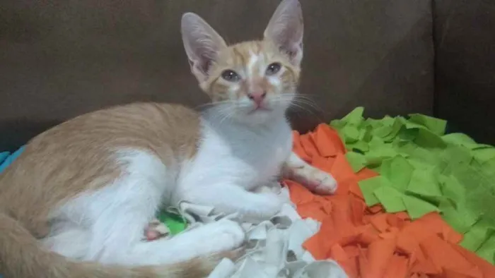 Gato raça Srd idade Abaixo de 2 meses nome Loirinho