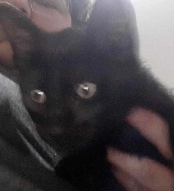 Gato ra a Srd  idade 2 a 6 meses nome Luigi lindo bebê