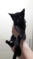 Luigi lindo bebê