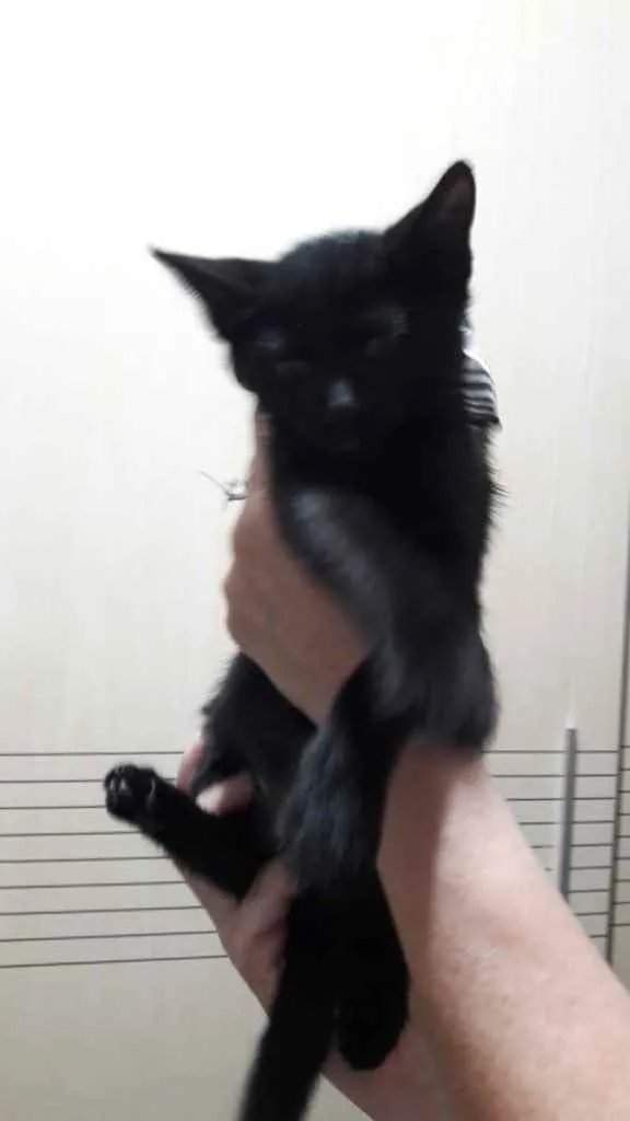 Gato ra a Srd  idade 2 a 6 meses nome Luigi lindo bebê