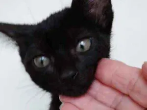 Gato raça Srd  idade 2 a 6 meses nome Luigi lindo bebê 