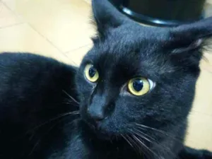 Gato raça Indefinido idade 1 ano nome Frederick