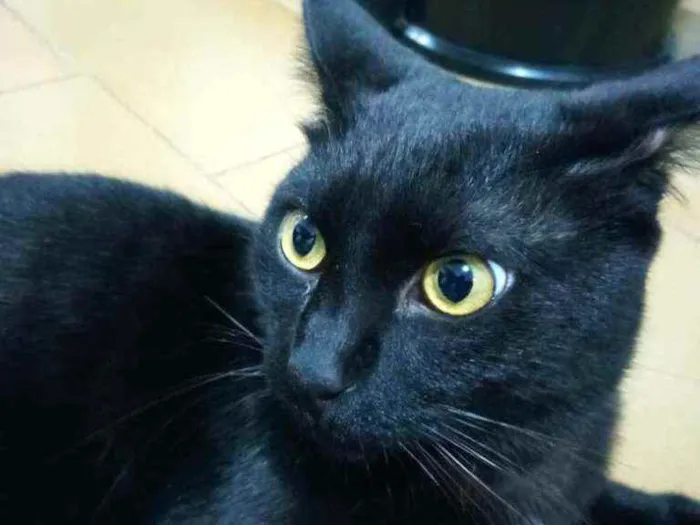 Gato ra a Indefinido idade 1 ano nome Frederick
