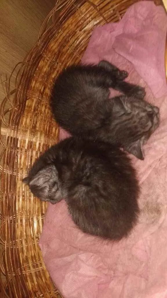 Gato raça Srd idade Abaixo de 2 meses nome Irmãs bebês