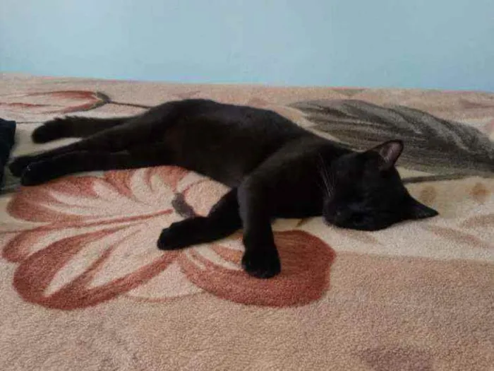 Gato ra a Indefinido idade 1 ano nome Frederick