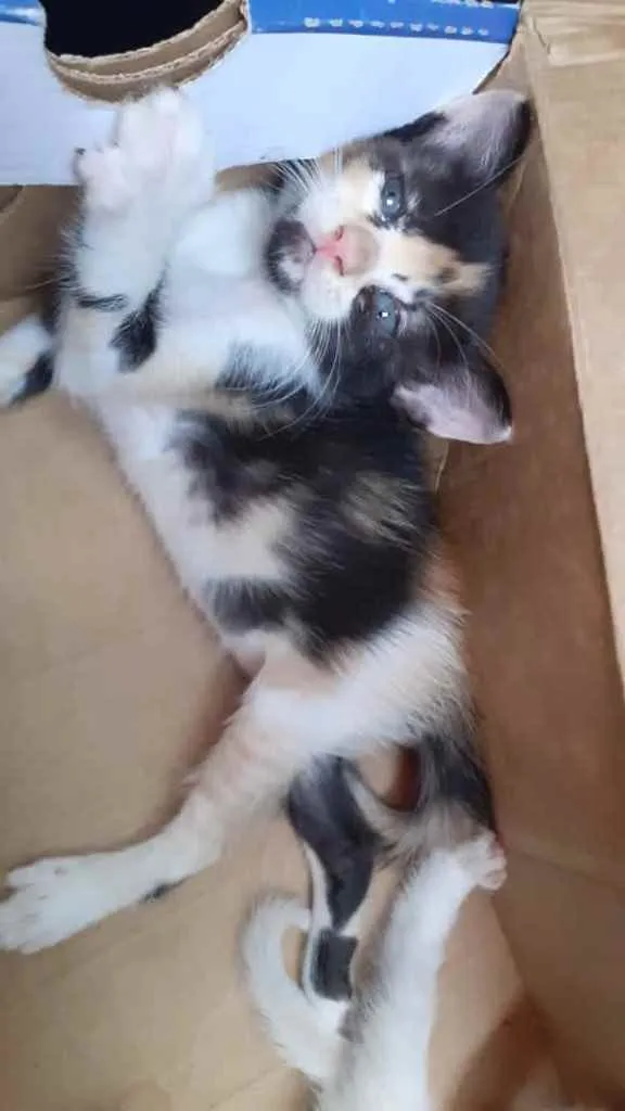 Gato raça Srd idade Abaixo de 2 meses nome Lua