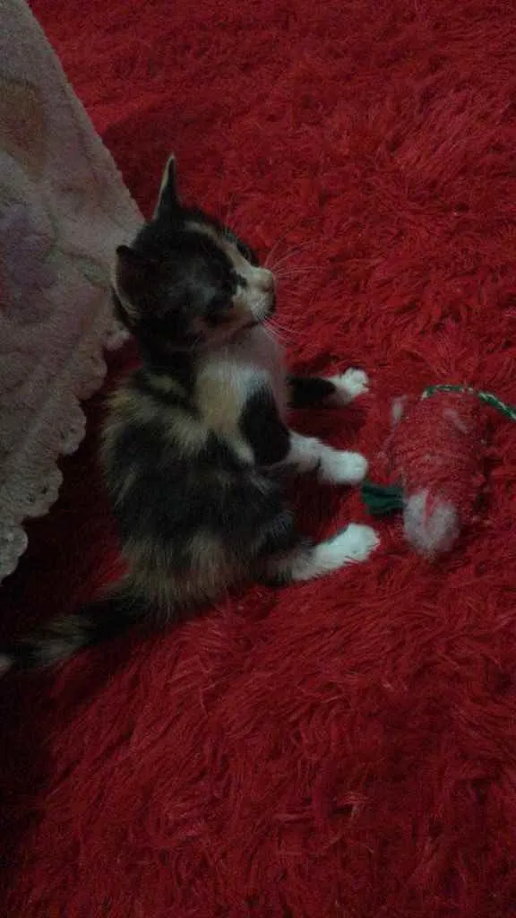 Gato raça Srd idade Abaixo de 2 meses nome Lua