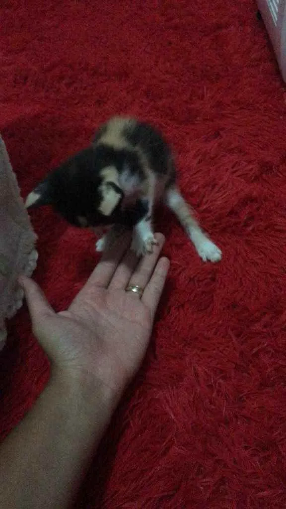 Gato raça Srd idade Abaixo de 2 meses nome Lua
